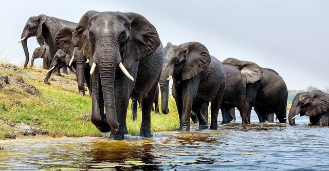 Elephants Up Close