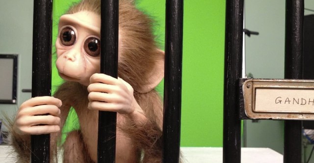 Monkey Love Experiments