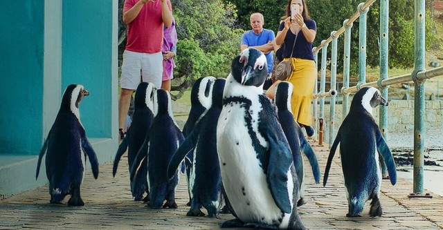 ペンギン・タウン