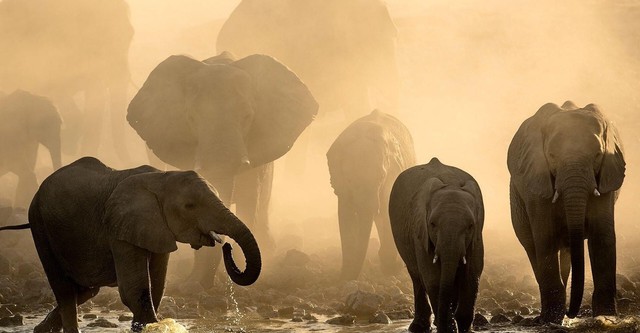 Life at the Waterhole