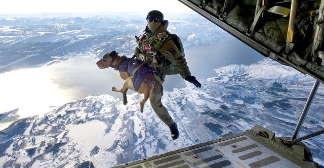 Perro de los equipos SEAL