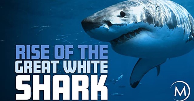 Rise Of The Great White Shark