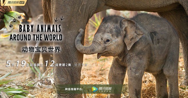 Baby Animals Around the World