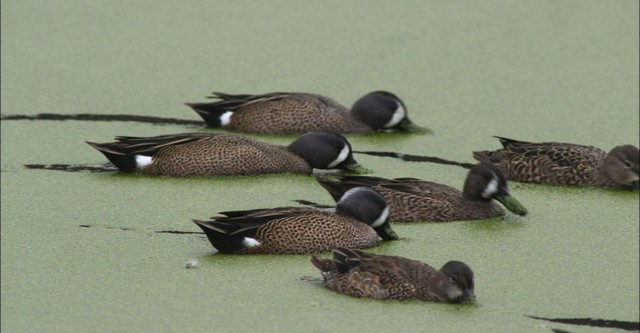 PBS Nature - An Original DUCKumentary