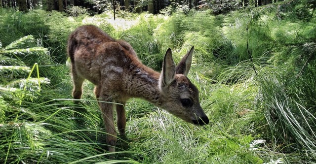 Heimat Natur