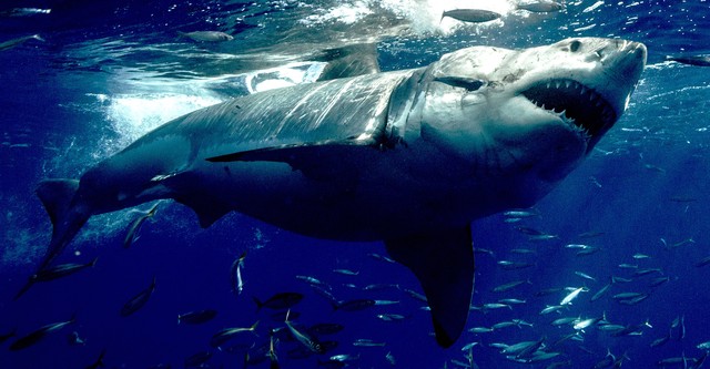 범고래 vs 백상아리