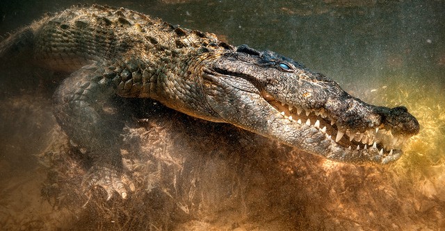 The Croc That Ate Jaws