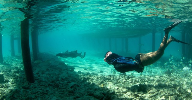 Ataques de Tiburones: Acceso Exclusivo