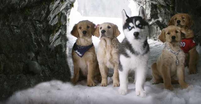 Snow Buddies - Abenteuer in Alaska