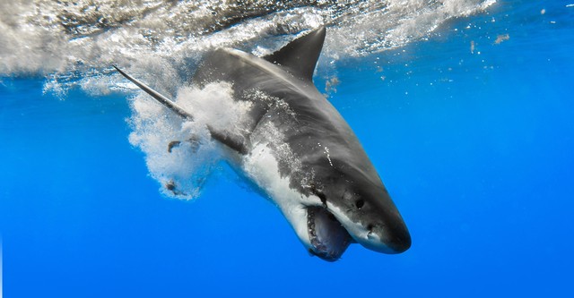 人食いザメがやってきた