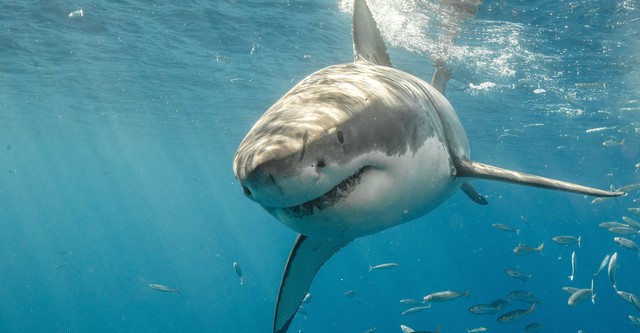 Depredadores del océano: Tiburón vs. Orca