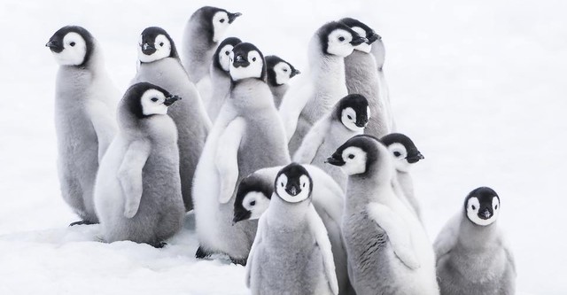 Die Reise der Pinguine 2