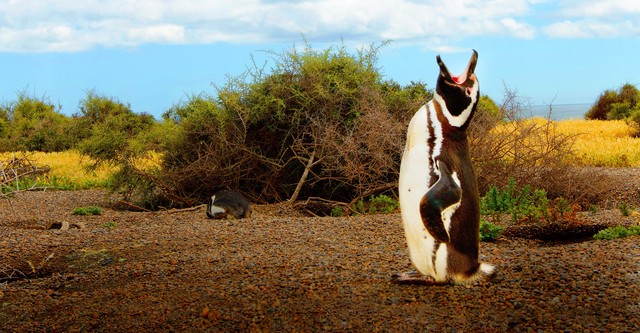 Wild Argentina