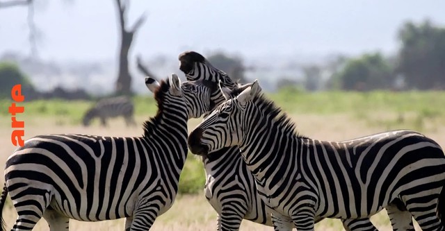 Die sozialen Netzwerke der Tiere