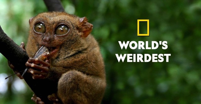 World's Weirdest