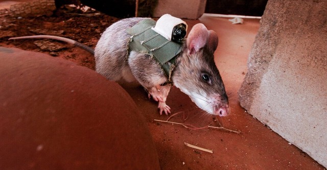 Mozambique's Minesweeper Rats