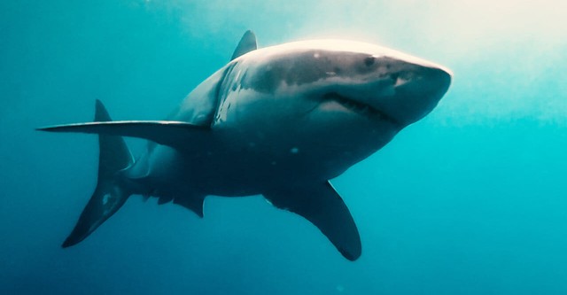 Sharks 3D - King of the Ocean