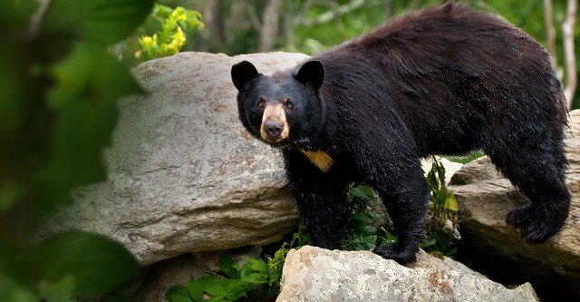 Smoky Mountain Park Rangers