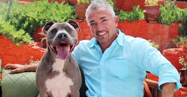 Cesar Millan: Love My Pit Bull