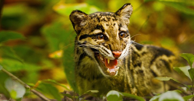 Return of the Clouded Leopards