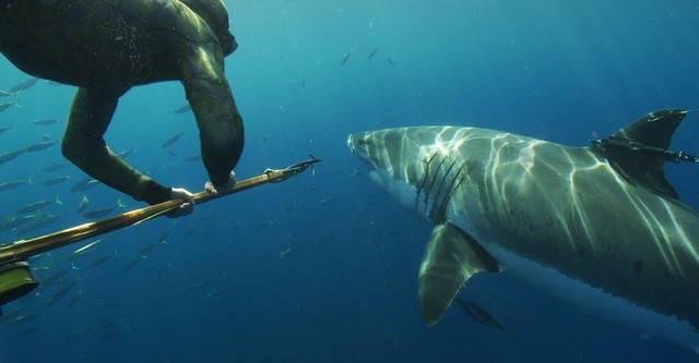 Great White Shark: Beyond the Cage of Fear