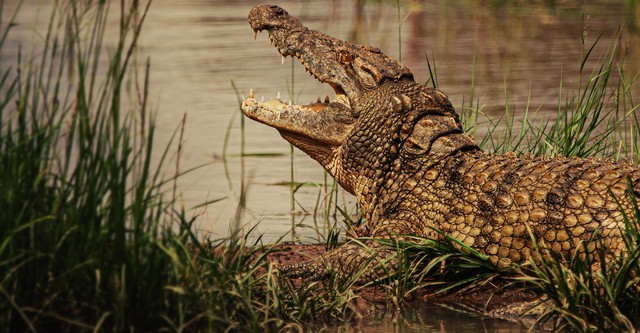 Hipopótamo contra cocodrilo - película: Ver online