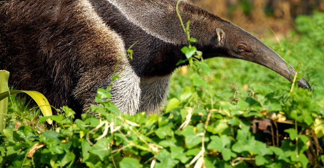 Sud America - Gli animali più strani