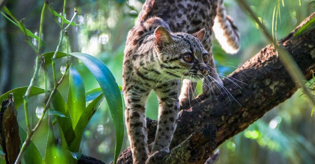 Raubkatzen – Eine faszinierende Tierfamilie