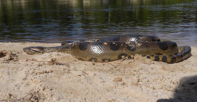 Anaconda: Silent Killer