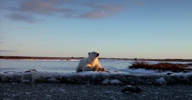 Wonders of the Arctic