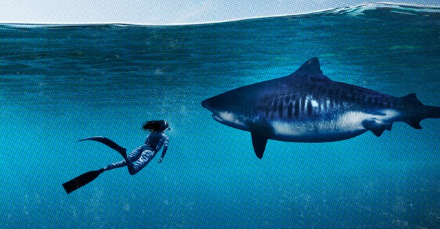 World's Biggest Tiger Shark