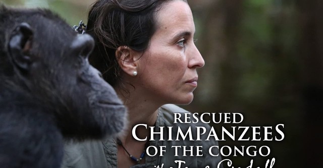 Jane Goodall et les chimpanzés de Tchimpounga