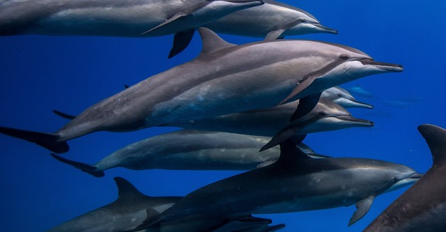 Brasil Azul