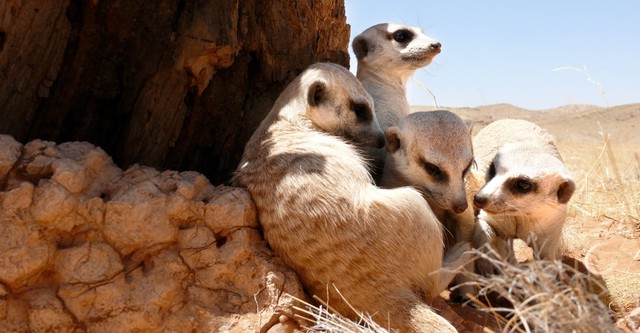 Clan of the Meerkat