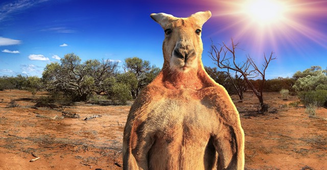 The Kangaroo King