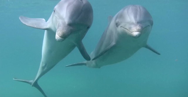 Dolphins