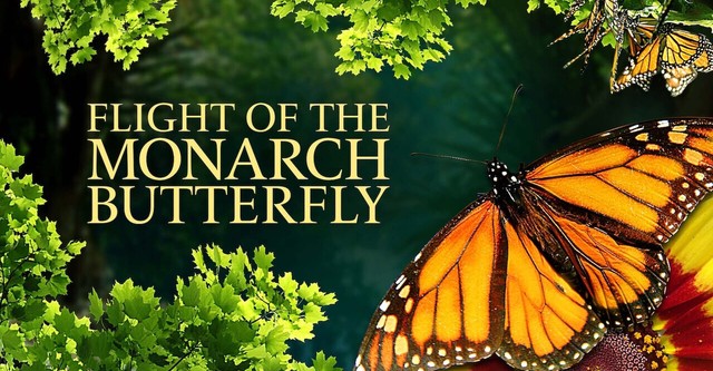 Flight of the Monarch Butterfly