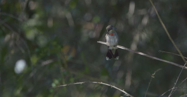 Birders - Uccelli migratori