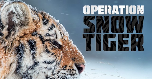 Operation Snow Tiger