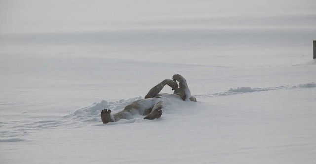 The Last Winter