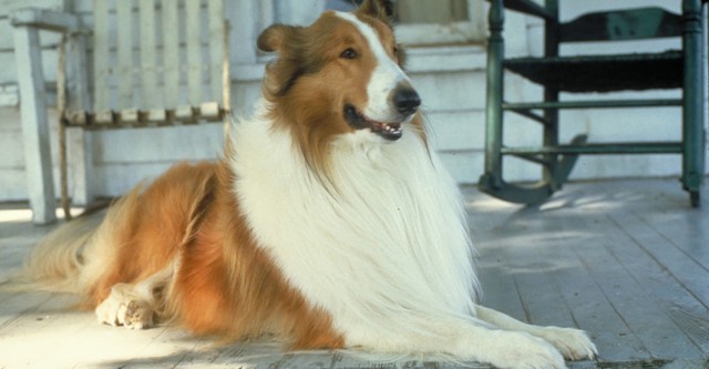 Lassie (1994): Where to Watch and Stream Online