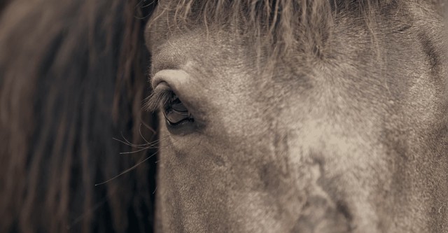 Pour l'amour des mustangs