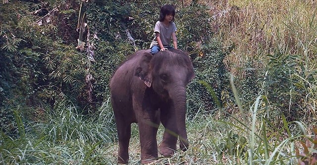 My Lucky Elephant