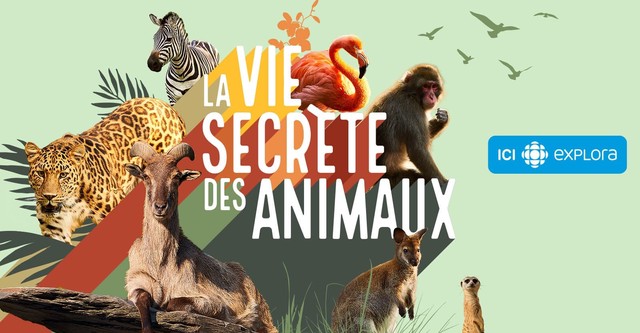 La vie secrète des animaux