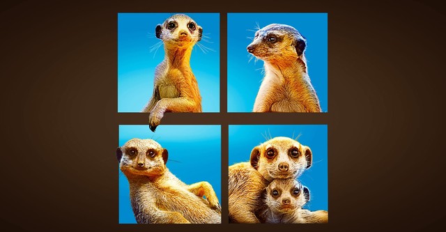 Meet The Meerkats