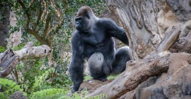 Gorillas: Rumble in the Jungle