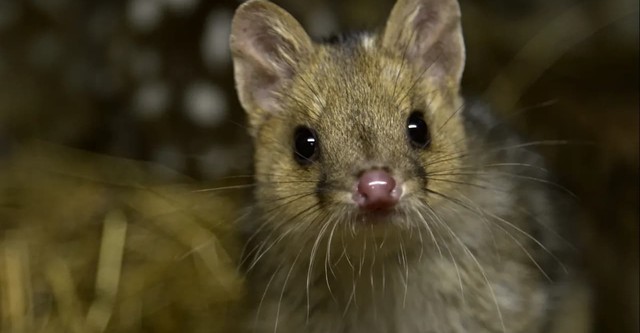 Die Welt der Tüpfelbeutelmarder