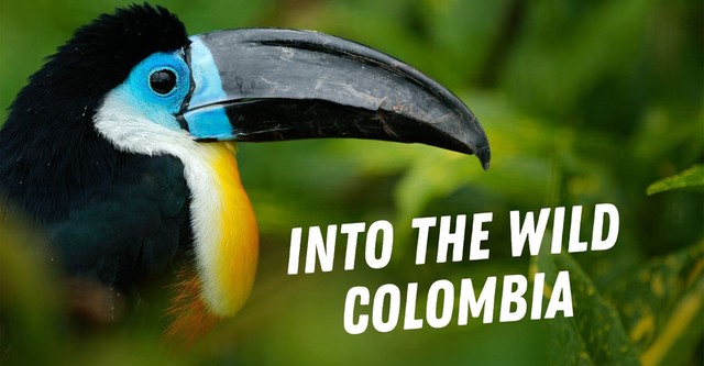 Into the Wild: Colombia