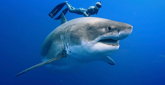 Requins, prédateurs menacés