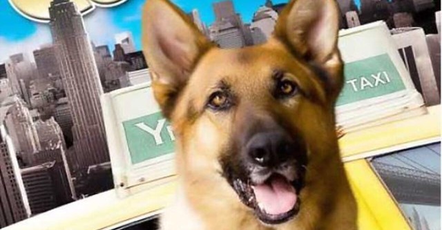 Tierisch Cool - Ein Hund in New York